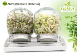 Sprossenglas Duo Set (2x 425 Ml) | Keimgläser Von FLORTUS -Qualitätsladen Für Geschirr 4aa4c88c3c15a5aaa7af9c621e5536e3
